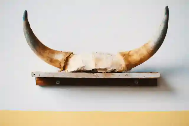 Wall Shelves With a Horn
